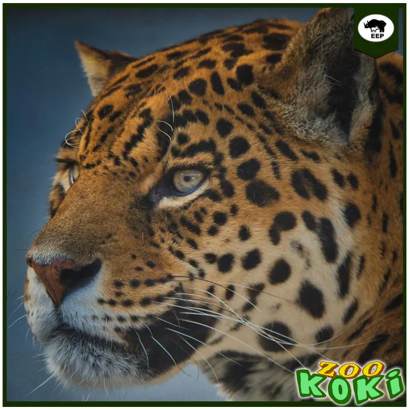 [Zoología] CURSO SUPERIOR: ZOOLOGÍA, ECOLOGÍA Y ETOLOGÍA DE ANIMALES SALVAJES Y DE ZOO (150 horas)
